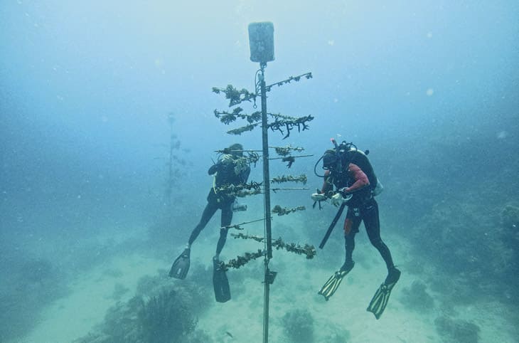 ORIS大堡礁限量表IV:潛水與環保的完美結合